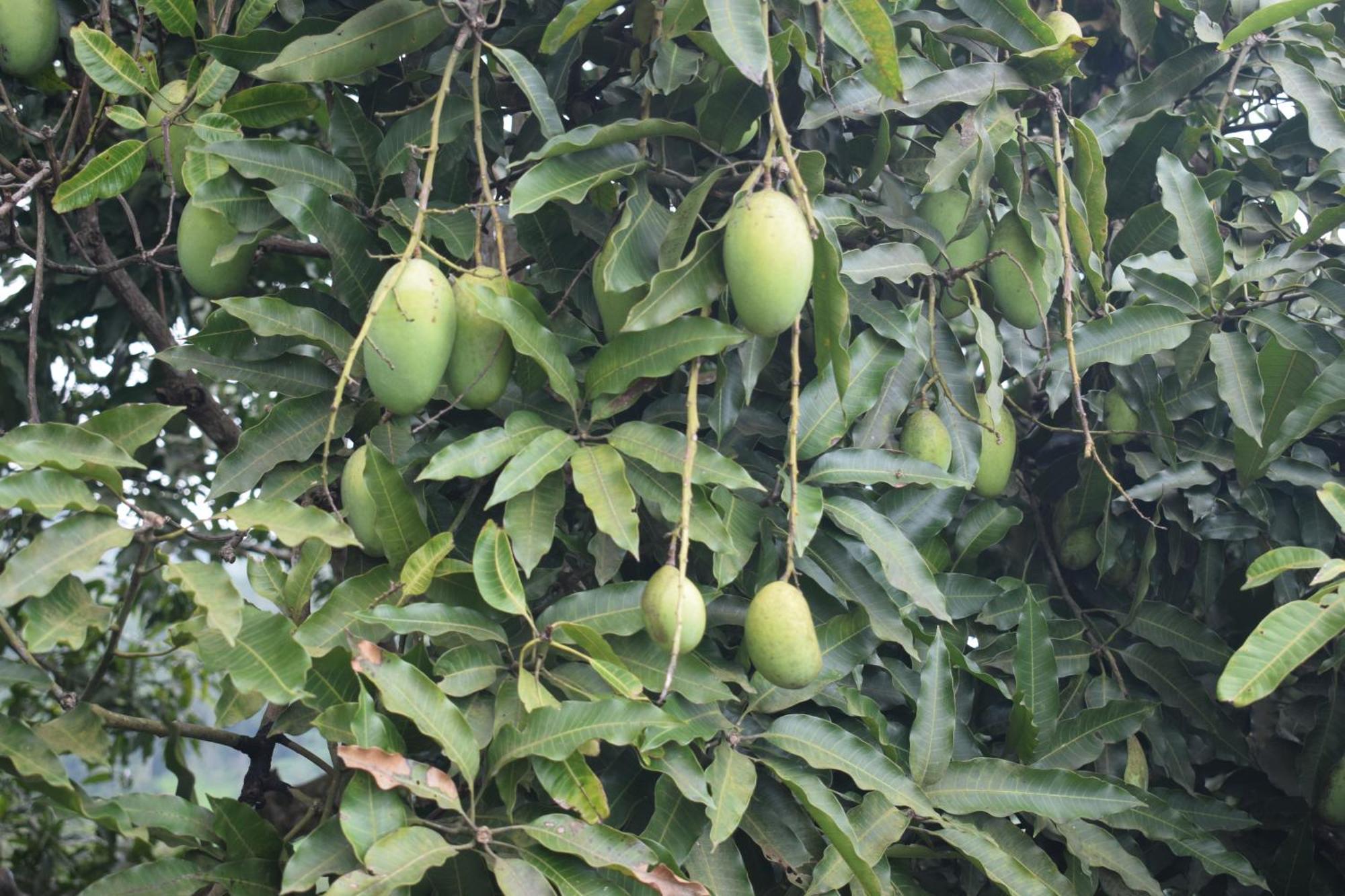 Appartement Namaya Nature à Kandy Extérieur photo